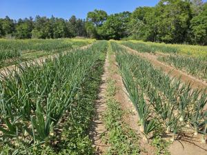 onion plots in Vidalia, GA