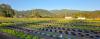 CA Field Day