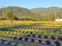 CA Field Day