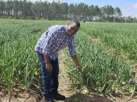 Kephas in onion field