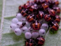 Parasitoid wasp on hatched BMSB egg mass