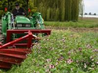 Rolling cover crop