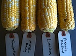 corn with breeding tags