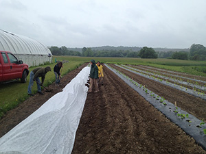 Cucurbits with row cover