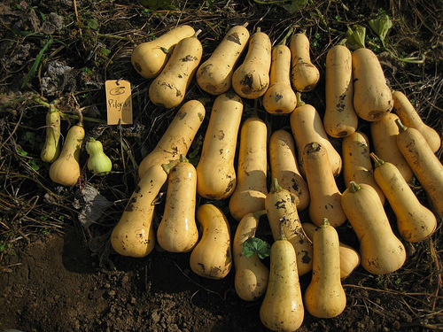 winter squash at harvest