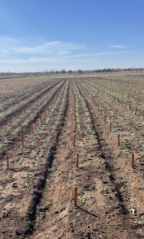 spinach trial, Uvalde site, 1 month after germination