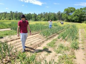 Dutta lab members scouting onions