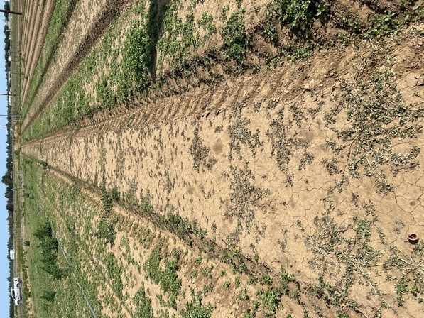 prostrate pigweed and field bindweed