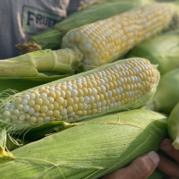 Honey Badger Sweet Corn, Fruition Seeds