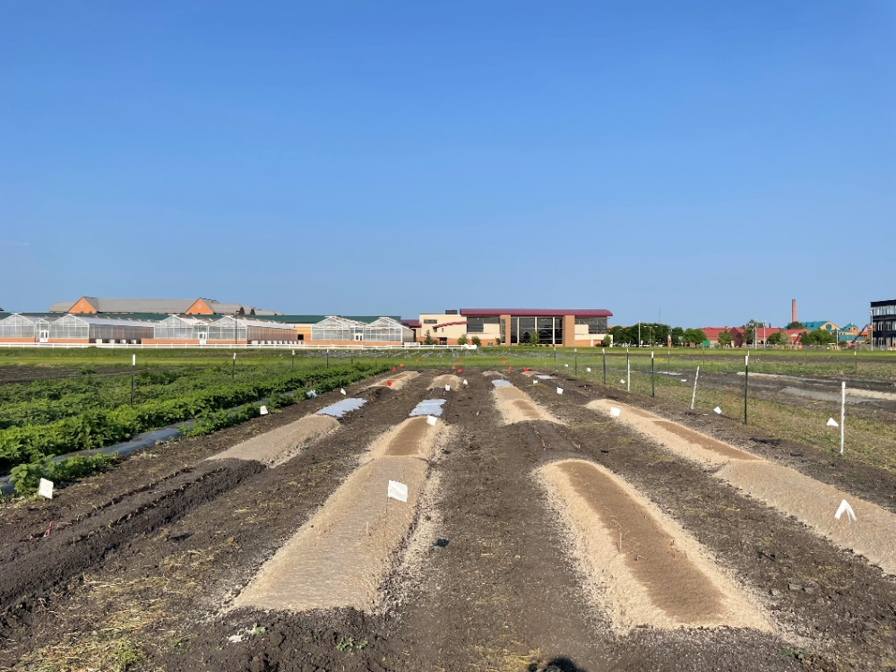 NDSU fhydromulch study 2023