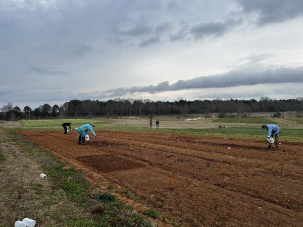 Field inoculation in onion fertility field trial