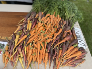 Purple and orange carrots