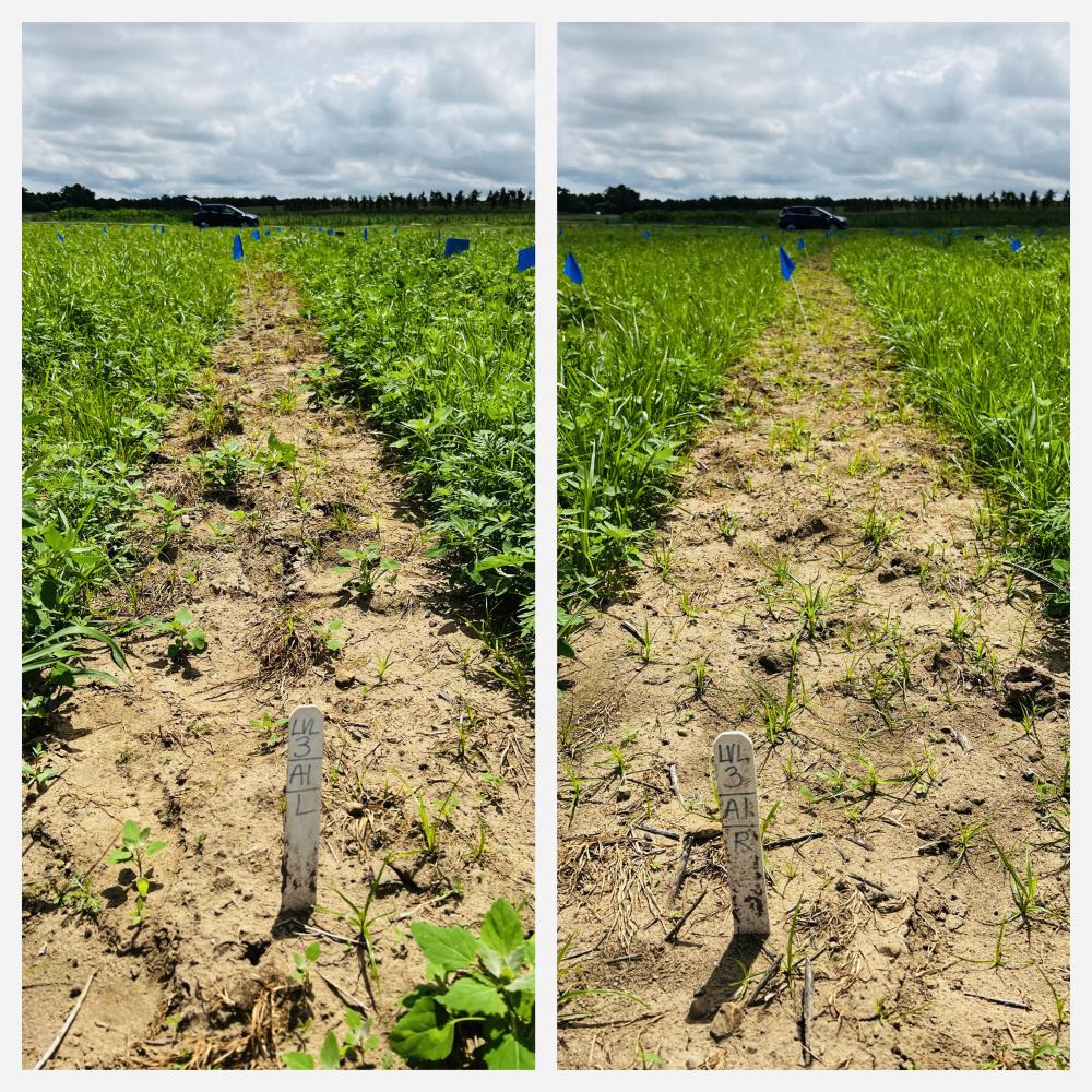 Before and after treatment with electric weeding
