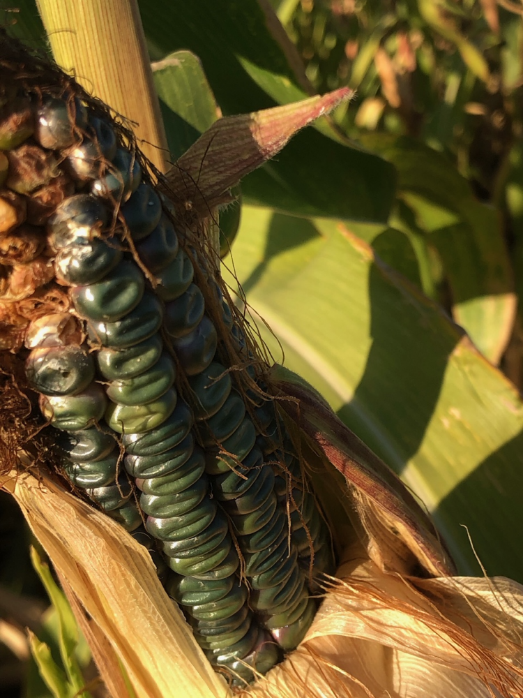 Oaxacan Green dent corn