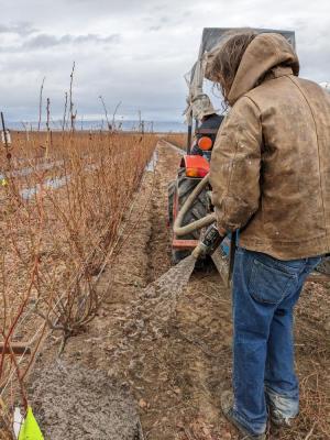 hydromulch application in blueberry