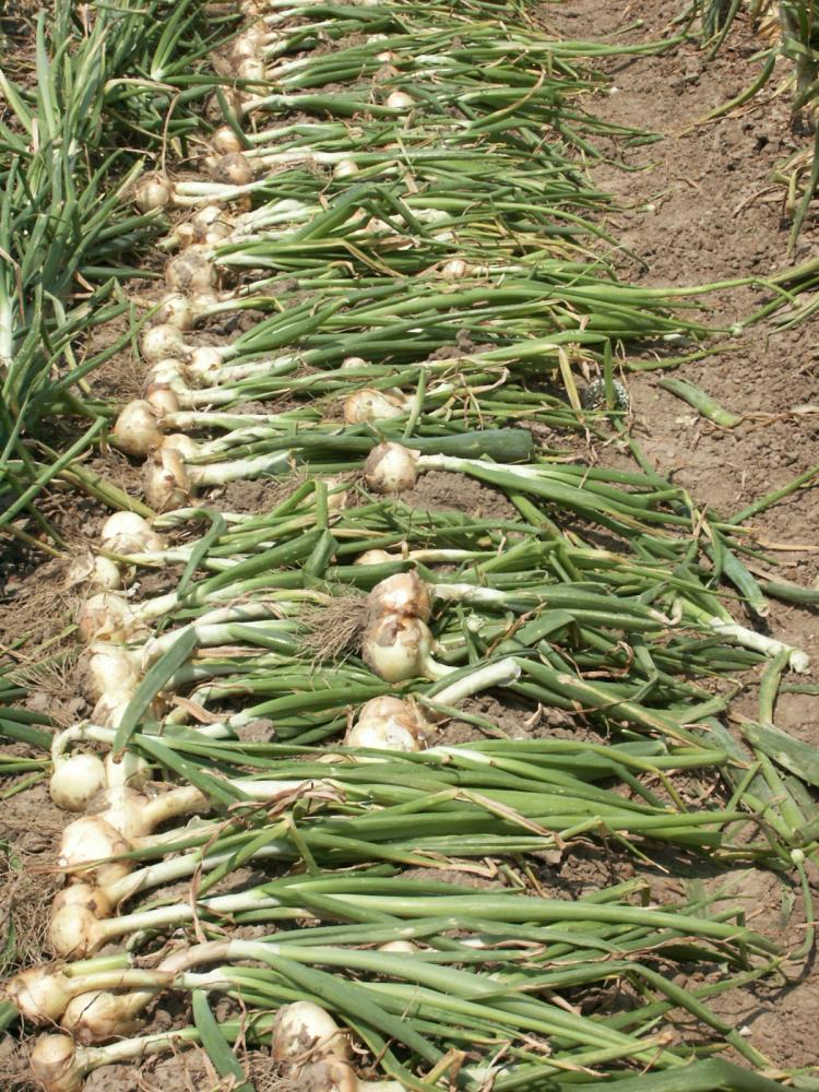 onions drying