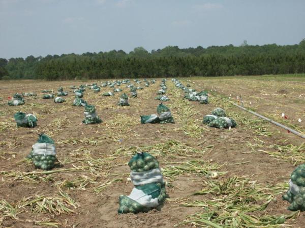 harvested onions, Vidalia, GA