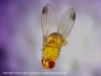 Photo credit: Amy Dreves, Oregon State University