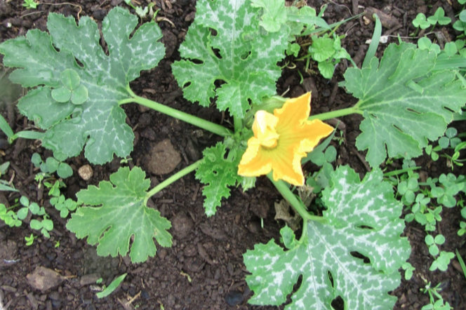 Summer squash