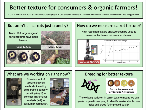Carrot texture breeding infographic by Avelina Gaston, Julie Dawson and Philip Siimon