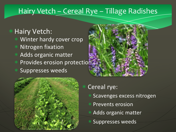 Hairy vetch, cerial rye, tillage radish