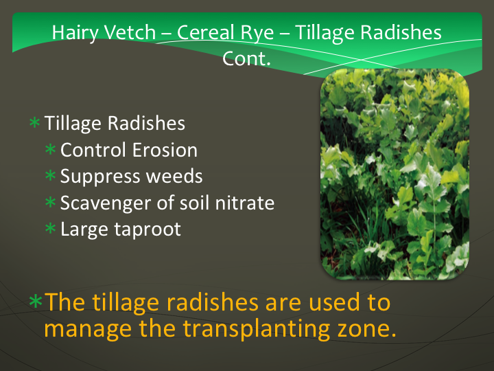 Tillage radish