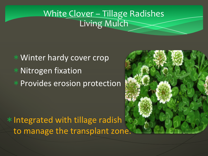 white clover