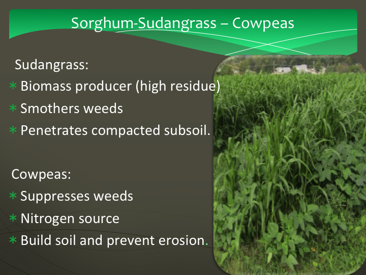 sorghum sudangrass