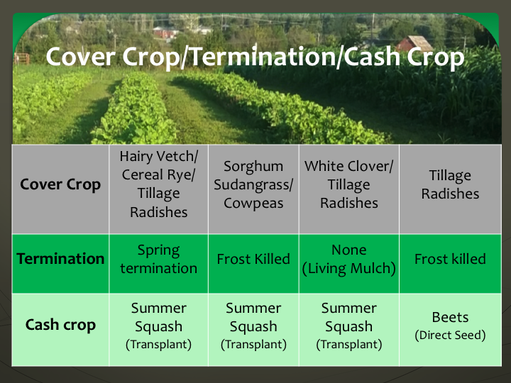 Cover Crops, Termination Methods and Cash Crops