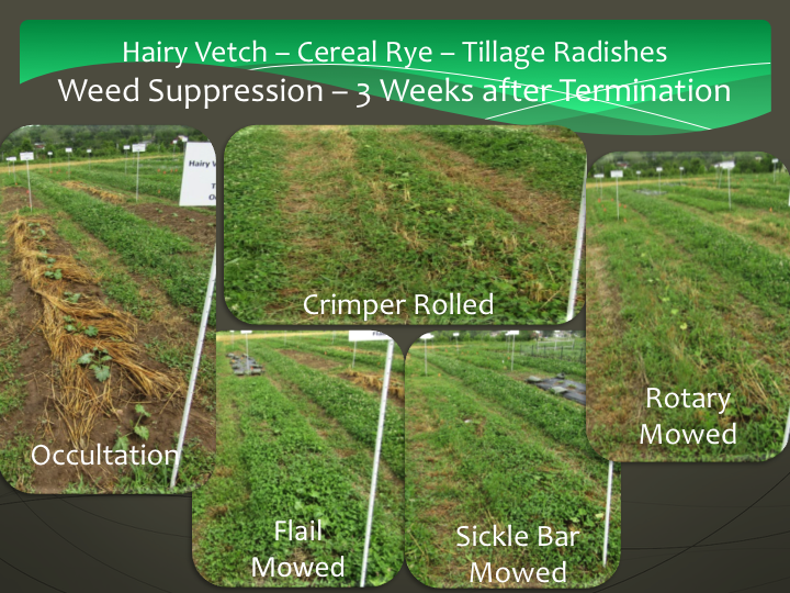 Weed suppression 3 weeks after termination in squash