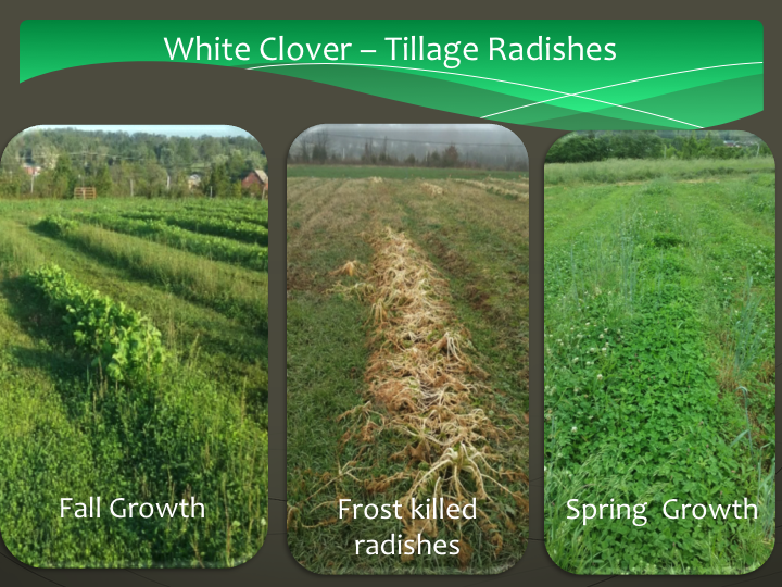 White Clover Tillage Radish Living Mulch