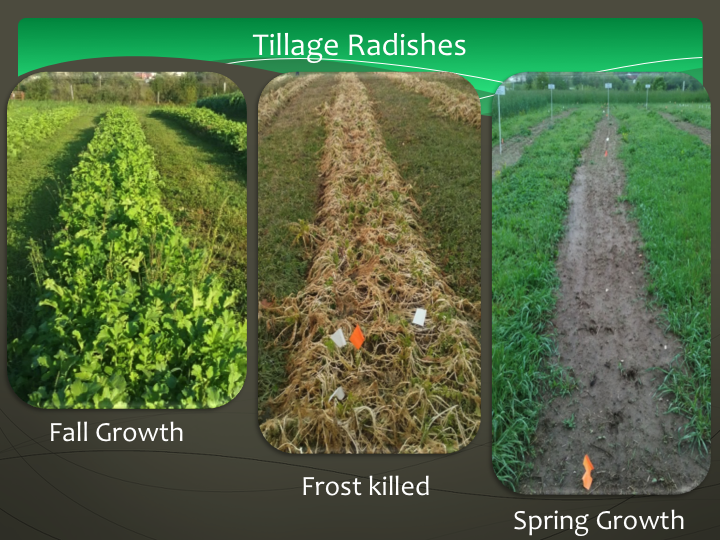 Tillage radish