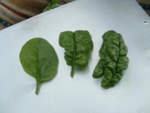 spinach leaves