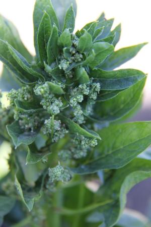 spinach male flowers