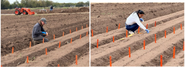 Sowing spinach trial