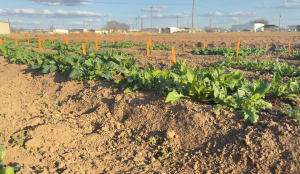 Spinach 2 months after germination