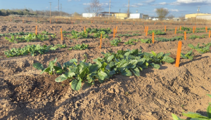 Spinach 2 months after germination