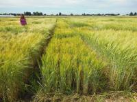 Naked Barley