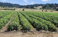 OSU Organic Vegetable Field Day