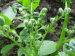 herbicide damage in tomato