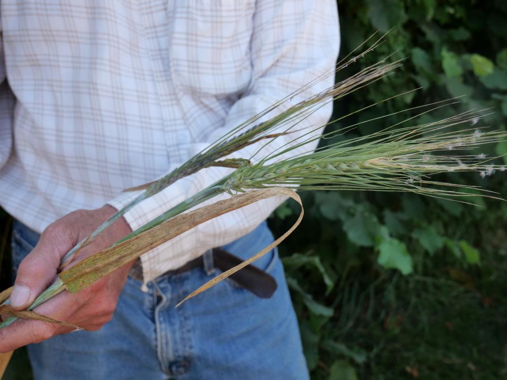 leaf rust