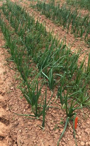 fertilizer trial plot