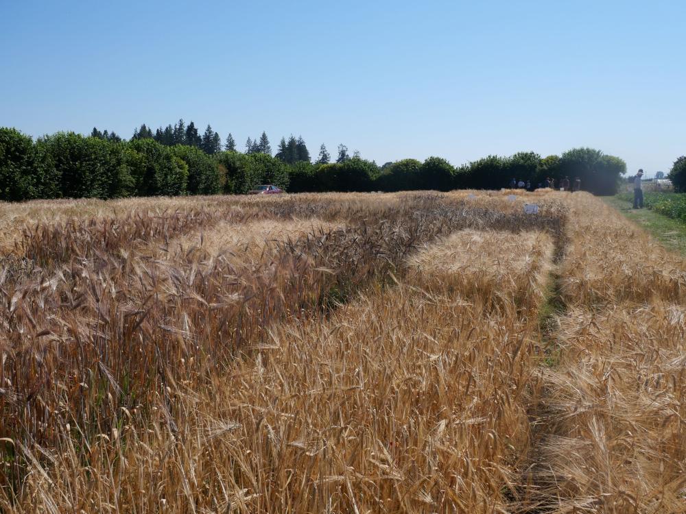 spring planted naked barley